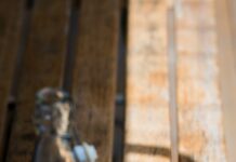 운동 전후 수분 섭취, 운동 성과를 높이는 비결 liquor in rock glass and bottle