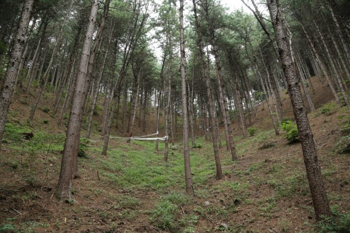 02. 숲가꾸기 직후