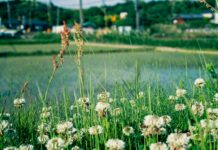 초여름, 건강을 유지하는 데 필요한 5가지 실용적인 팁 a field of flowers