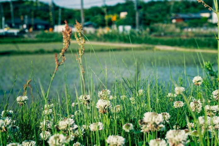 a field of flowers