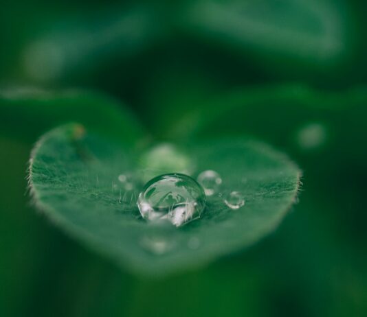 ‘마음챙김’이 대세! 2024년 스트레스 관리 트렌드와 실천법 green leaf with water drops