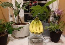 침묵의 살인자 고혈압, 약보다 강력한 ‘생활 수칙’의 힘 bananas in a glass bowl