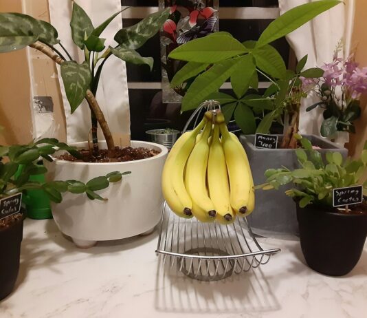 침묵의 살인자 고혈압, 약보다 강력한 ‘생활 수칙’의 힘 bananas in a glass bowl