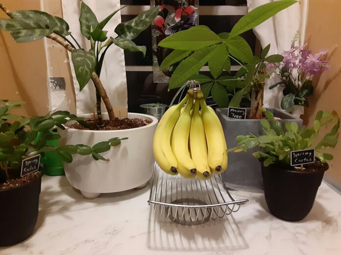 bananas in a glass bowl