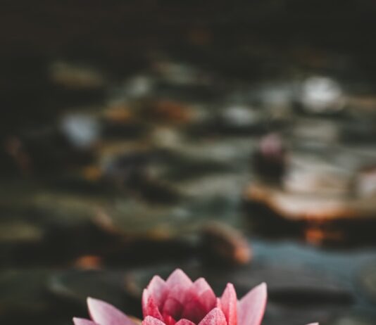 “마음 건강, 일상에서 지키는 법…스트레스 완화 위한 생활 습관 주목” pink and white lotus flower